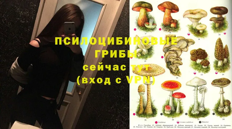 Галлюциногенные грибы Psilocybe  что такое наркотик  Тетюши 